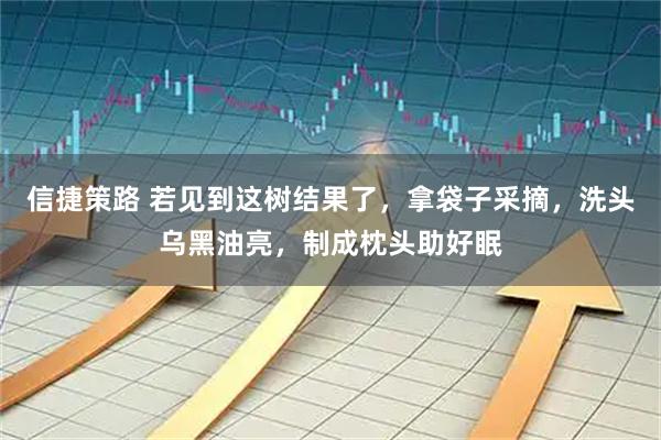 信捷策路 若见到这树结果了，拿袋子采摘，洗头乌黑油亮，制成枕头助好眠