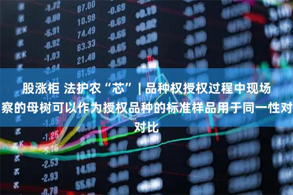 股涨柜 法护农“芯” | 品种权授权过程中现场考察的母树可以作为授权品种的标准样品用于同一性对比